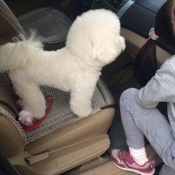 凯凯狗狗最新爆料